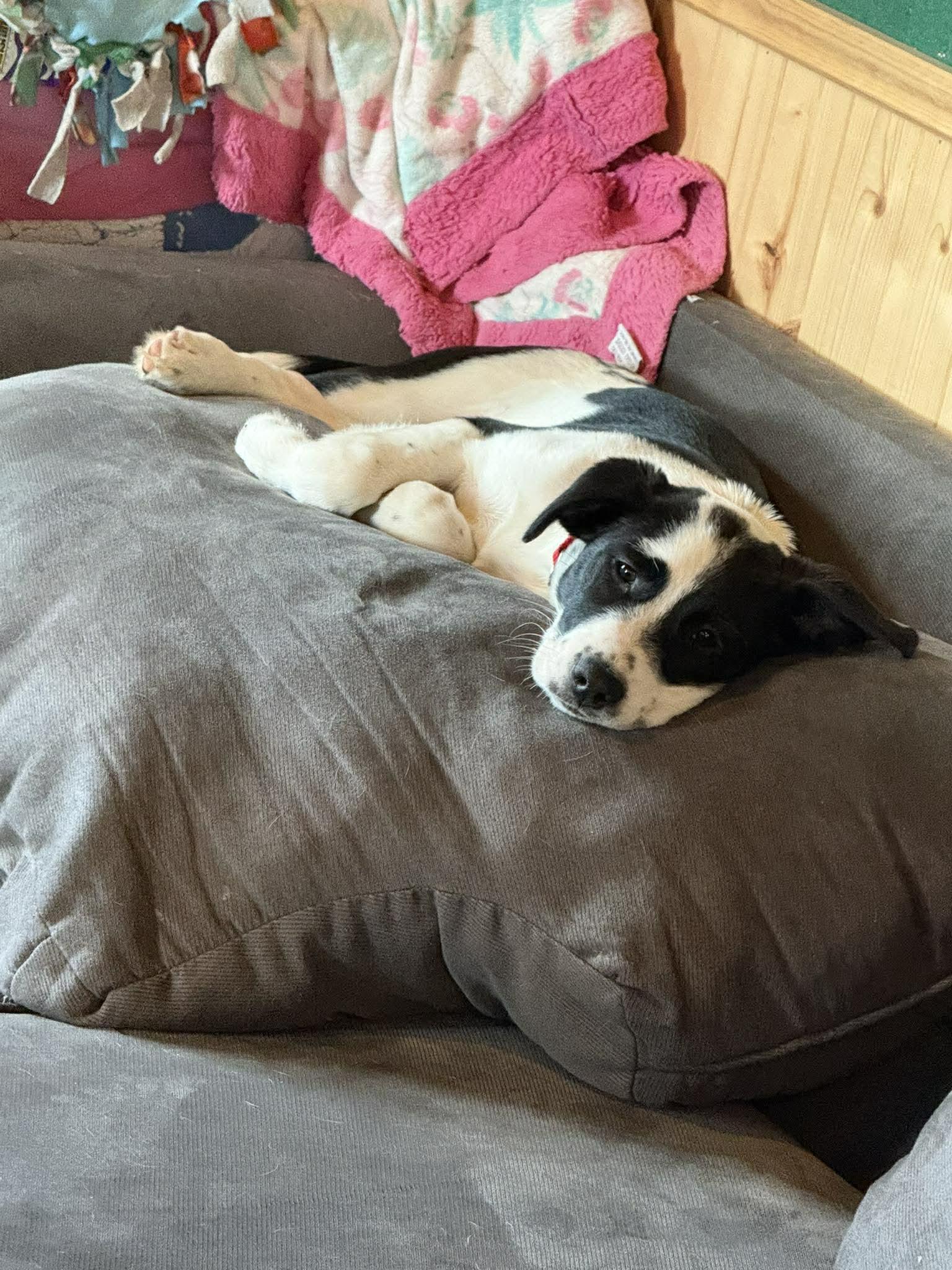 Orion, a ADOPTABLE mixed breed in Morris, MN image 2/3