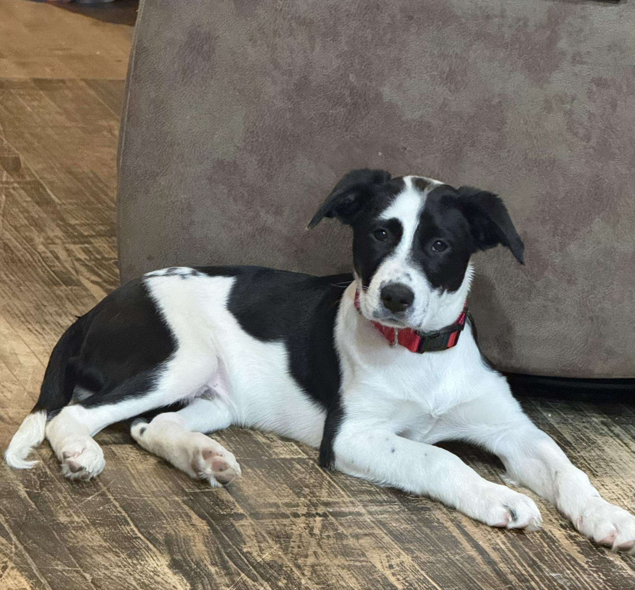 Orion, a ADOPTABLE mixed breed in Morris, MN image 1/3