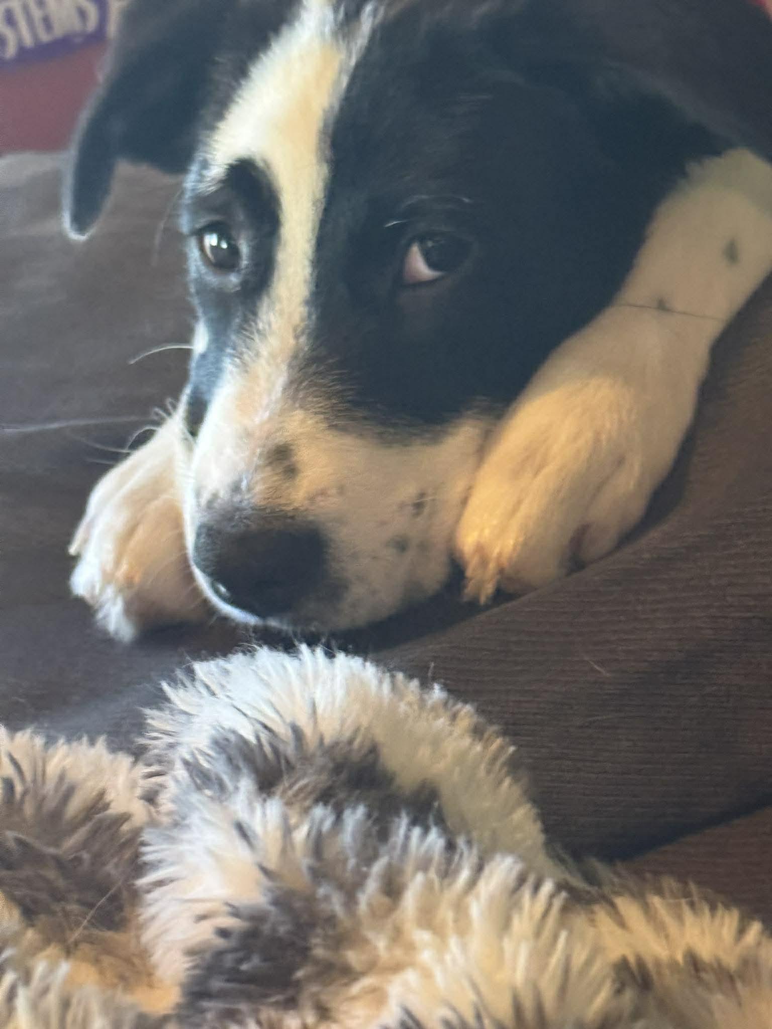 Orion, a ADOPTABLE mixed breed in Morris, MN image 3/3