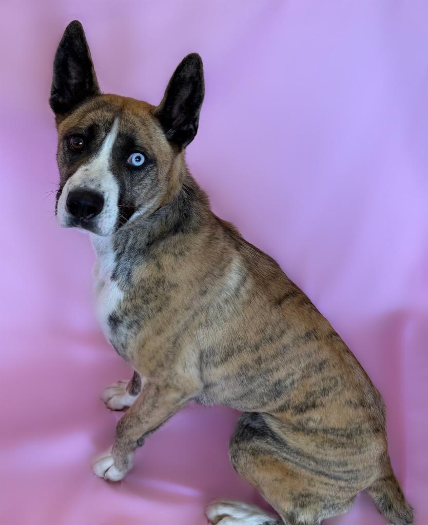 Dolly Pawton, ADOPTABLE, Adult Female Boxer & Siberian Husky.