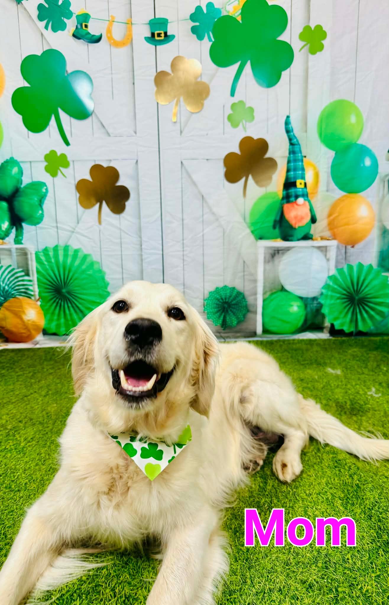 Enlarge Rocky , an adopted mixed breed in Blairstown, NJ image 5/6