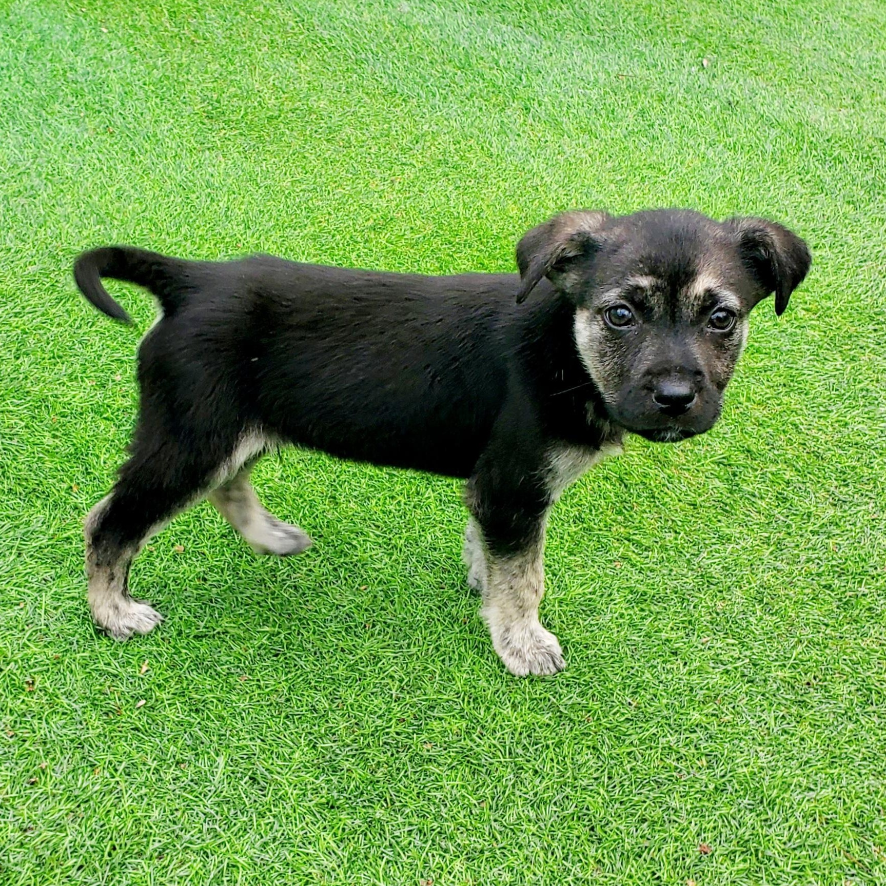 Enlarge Rocky , an adopted mixed breed in Blairstown, NJ image 2/6
