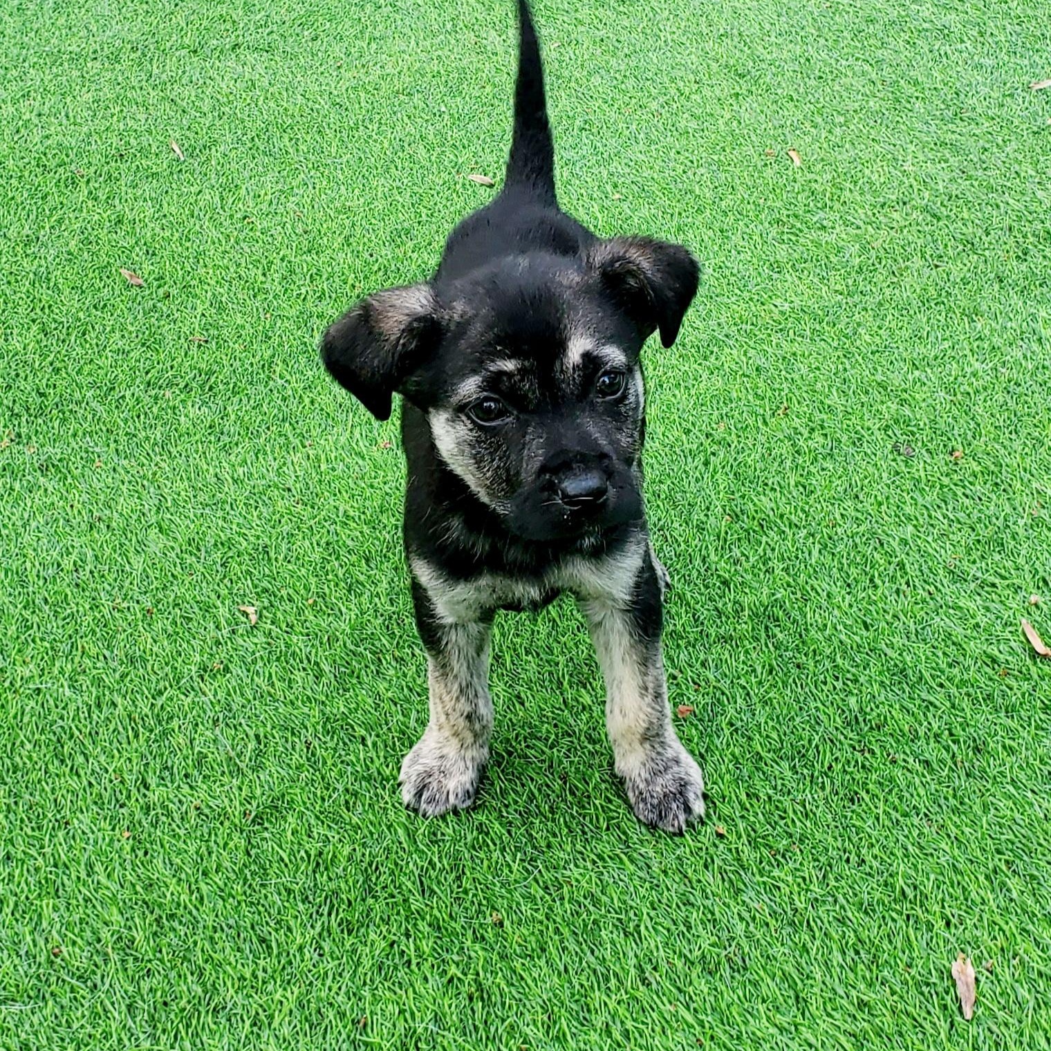 Rocky , Adoptable, Puppy Male German Shepherd Dog & Mixed Breed.