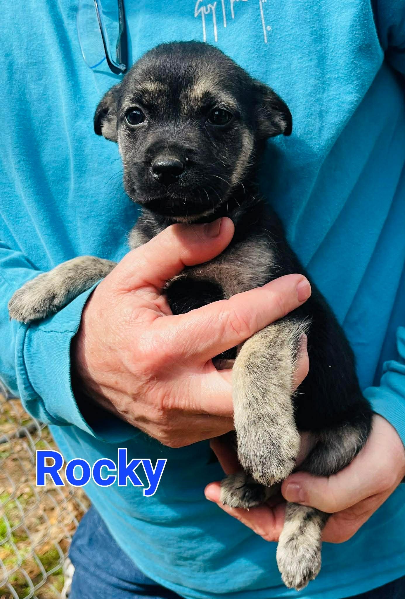 Enlarge Rocky , an adopted mixed breed in Blairstown, NJ image 4/6