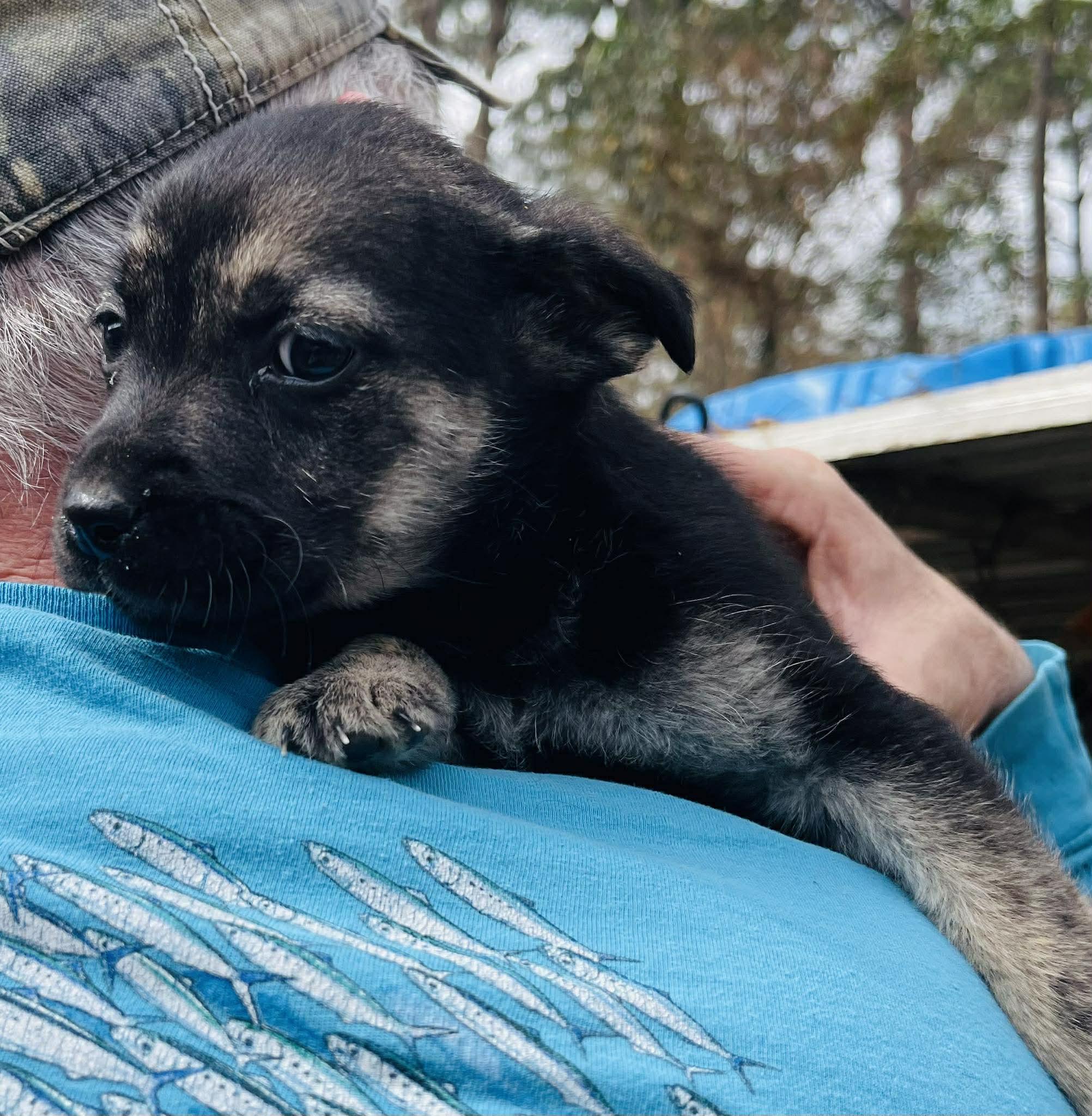 Enlarge Rocky , an adopted mixed breed in Blairstown, NJ image 3/6