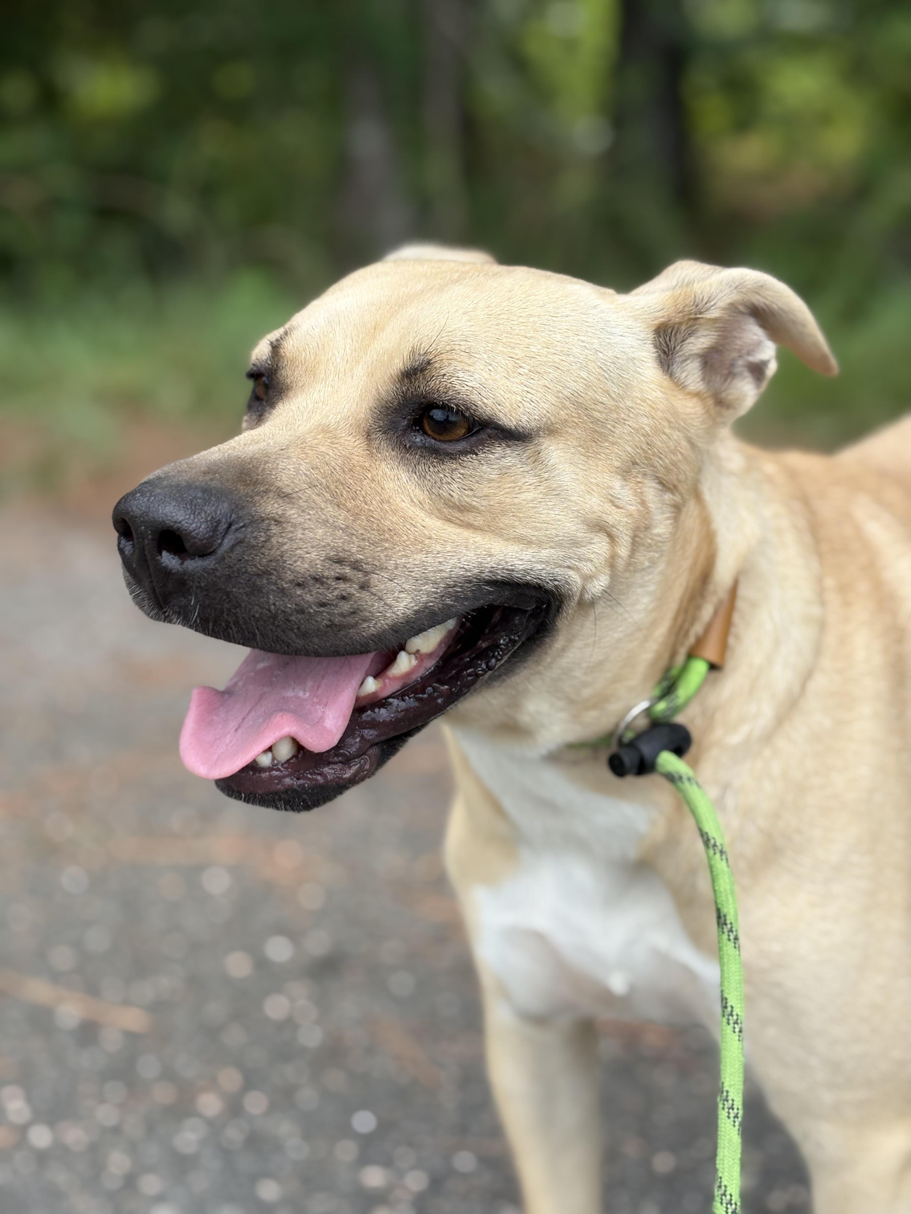 Oliver, Adoptable, Young Male Mixed Breed.