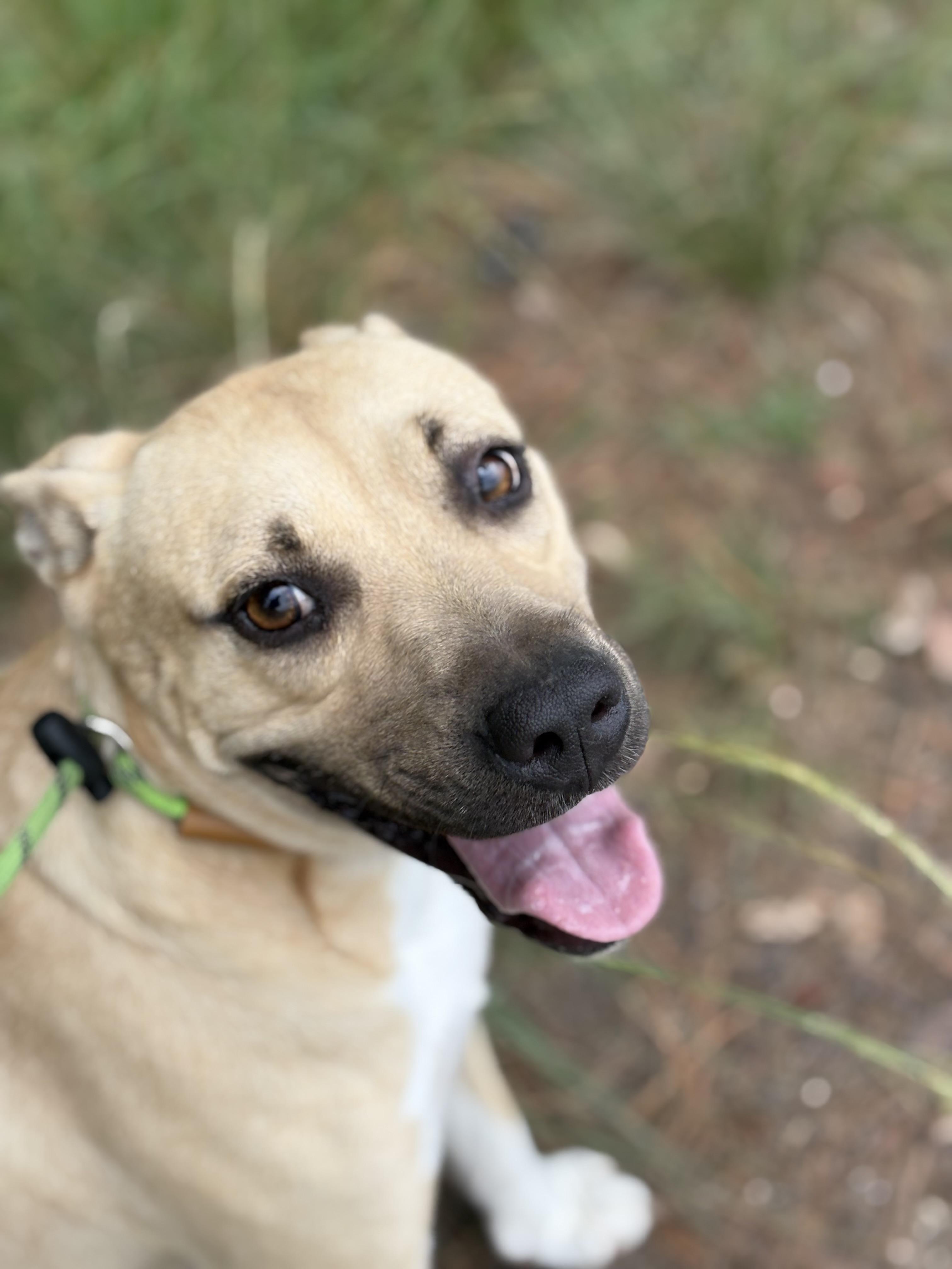 Enlarge Oliver, a Adoptable Mixed Breed in Georgetown, SC image 2/3