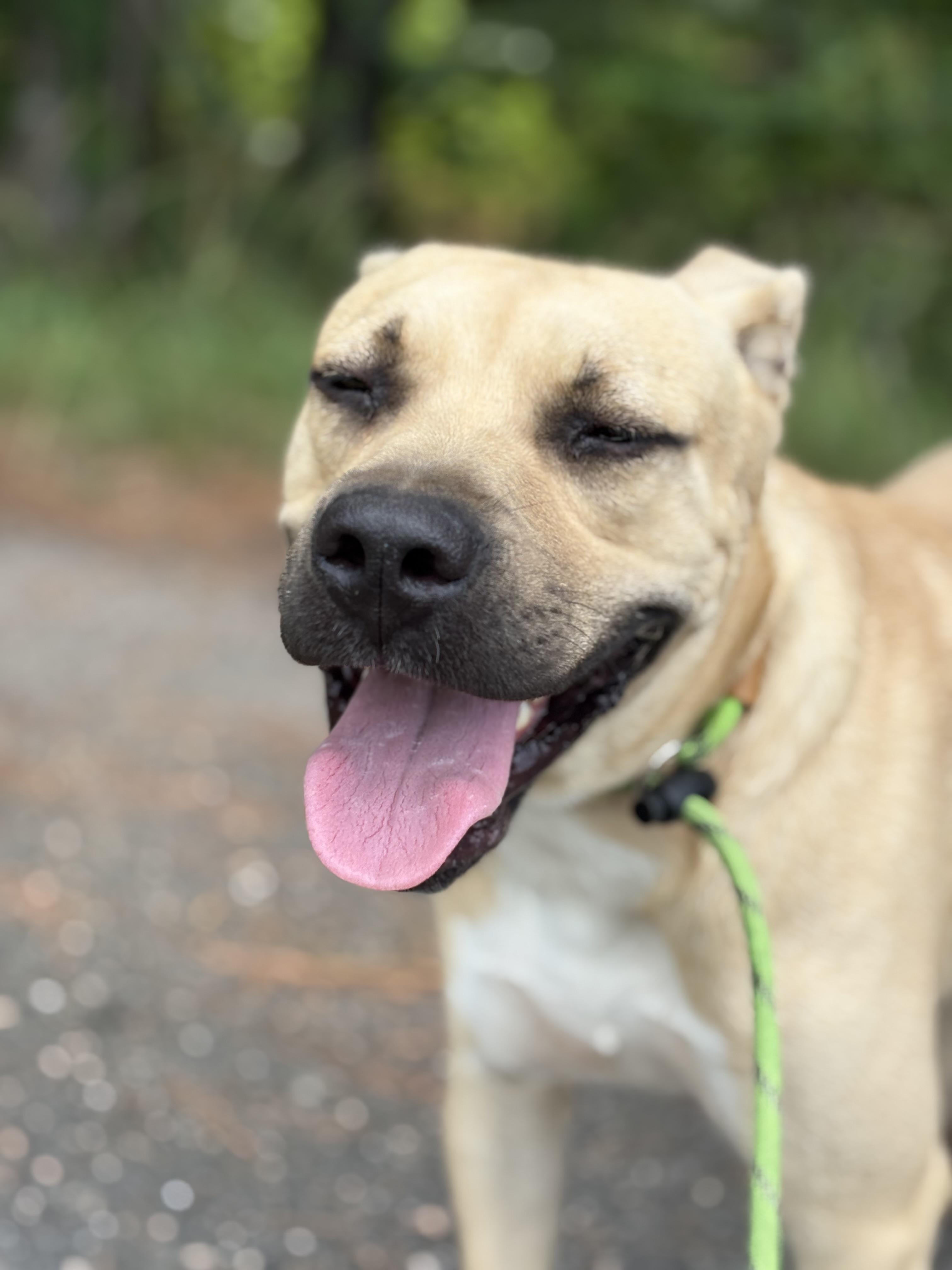 Enlarge Oliver, a Adoptable Mixed Breed in Georgetown, SC image 3/3