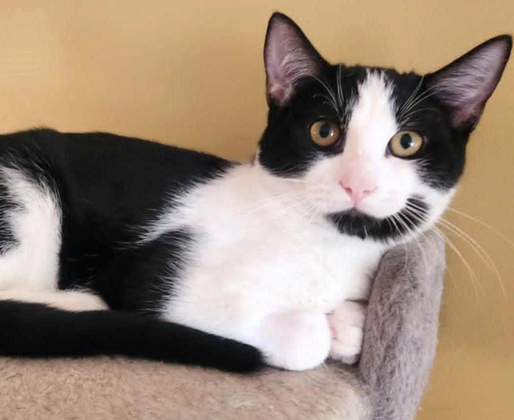 Paco, adopted, Young Male Domestic Short Hair.