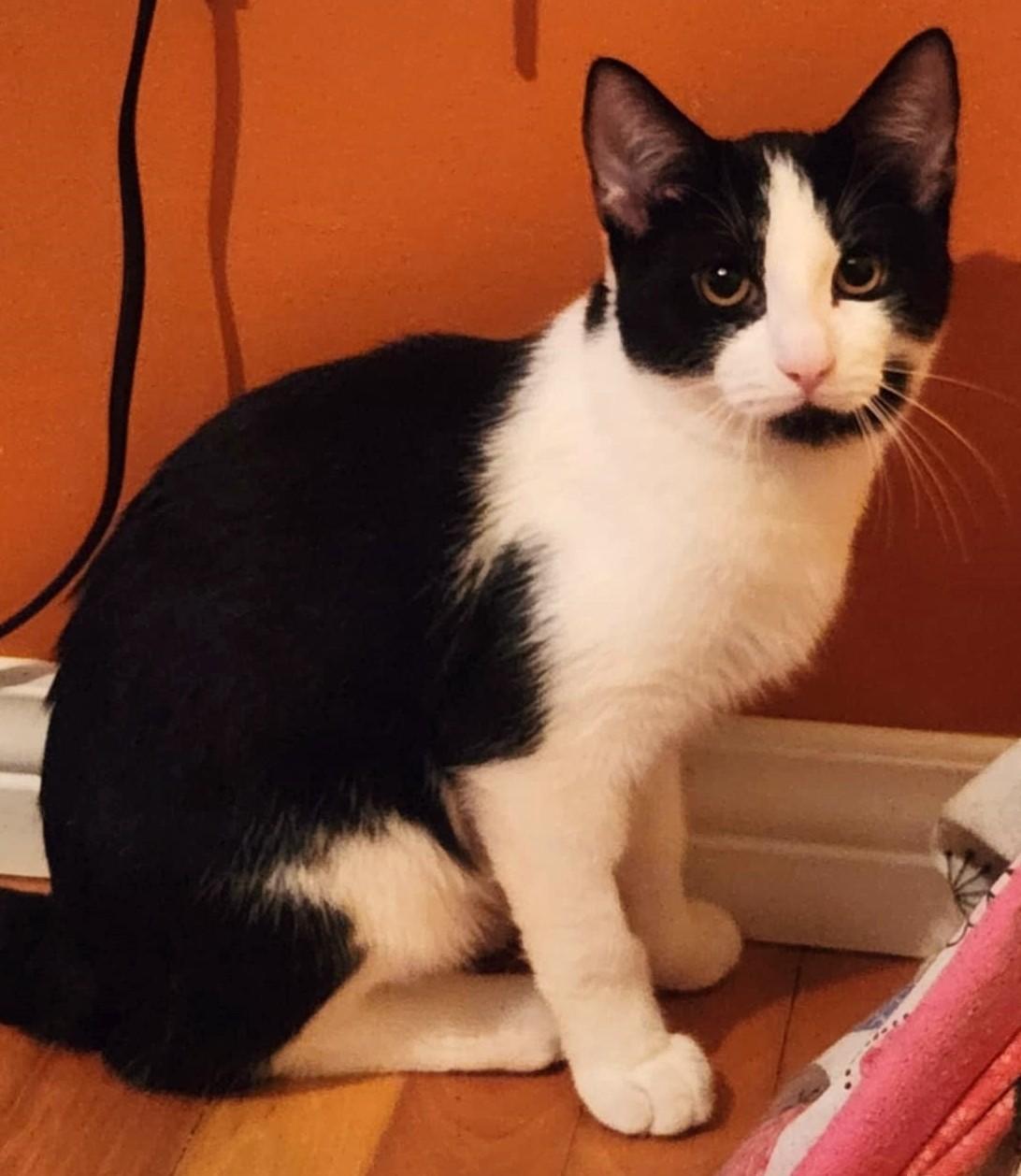 Enlarge Paco, an adopted Domestic Short Hair in Chertsey, QC image 4/5