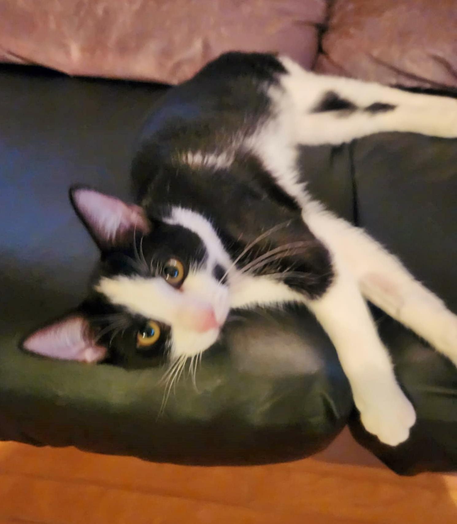 Enlarge Paco, an adopted Domestic Short Hair in Chertsey, QC image 3/5