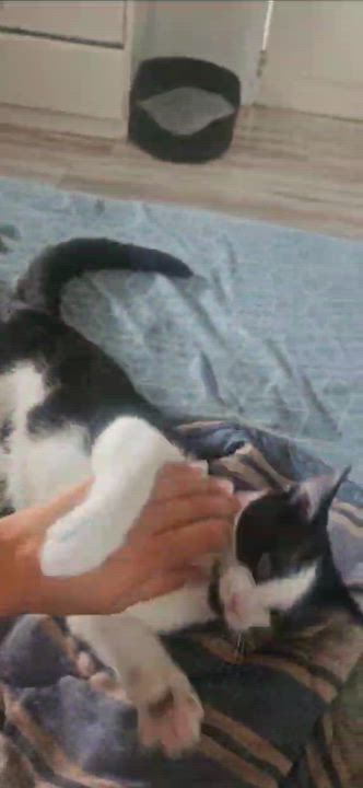 Enlarge Paco, an adopted Domestic Short Hair in Chertsey, QC video 1/5