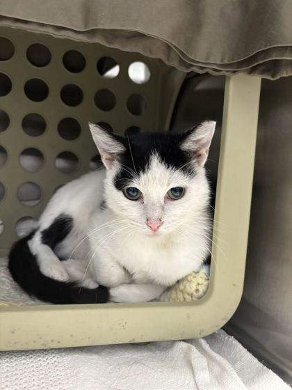 Enlarge Goose, a Adoptable mixed breed in Lafayette, IN image 1/3