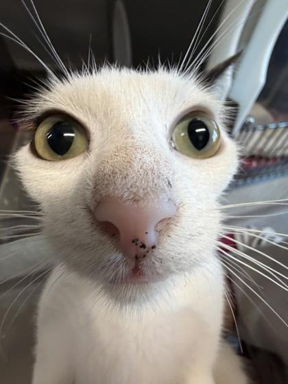 Enlarge Goose, a Adoptable mixed breed in Lafayette, IN image 2/3