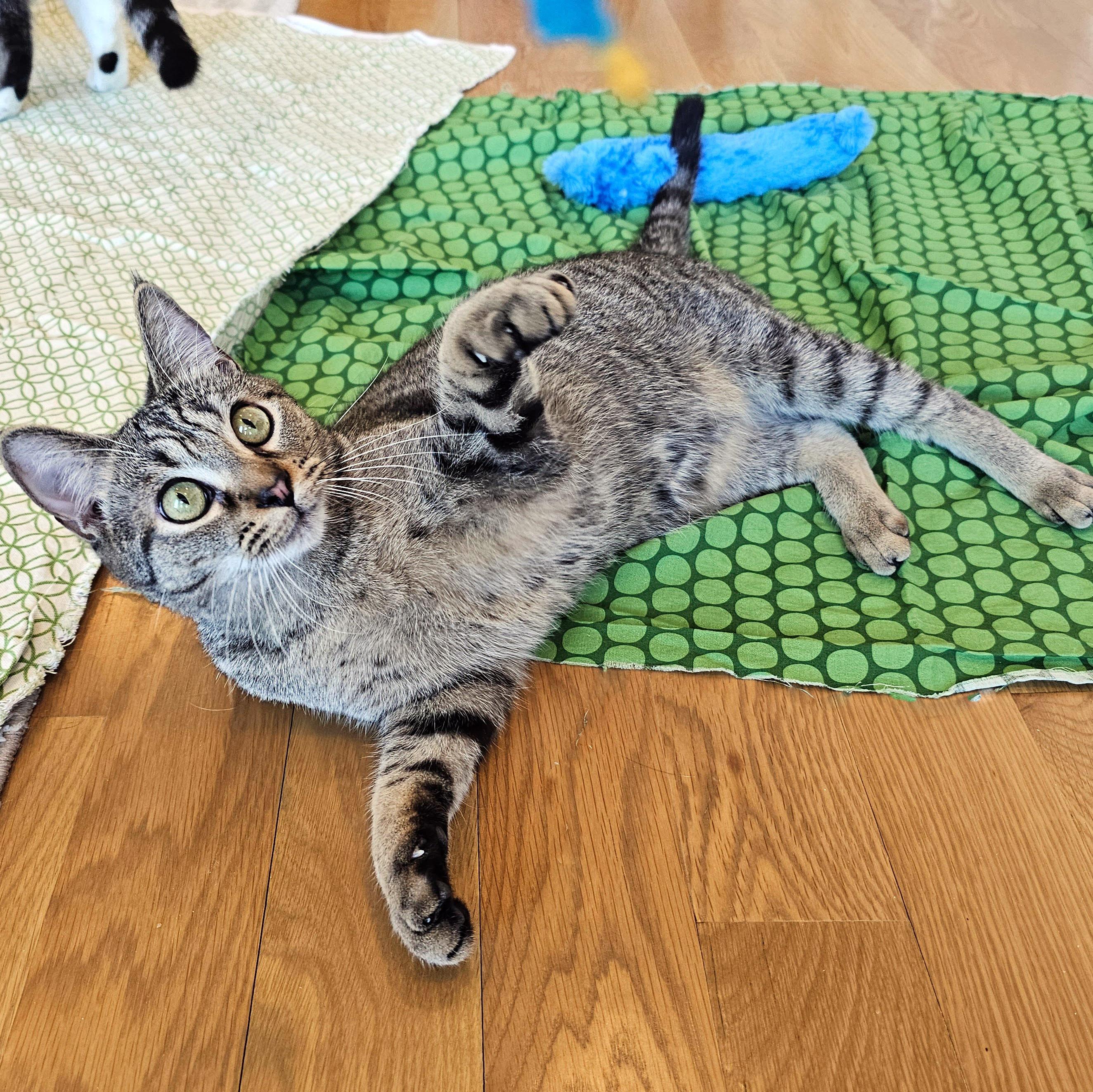 Melon, ADOPTABLE, Young Male Tabby & Domestic Short Hair.