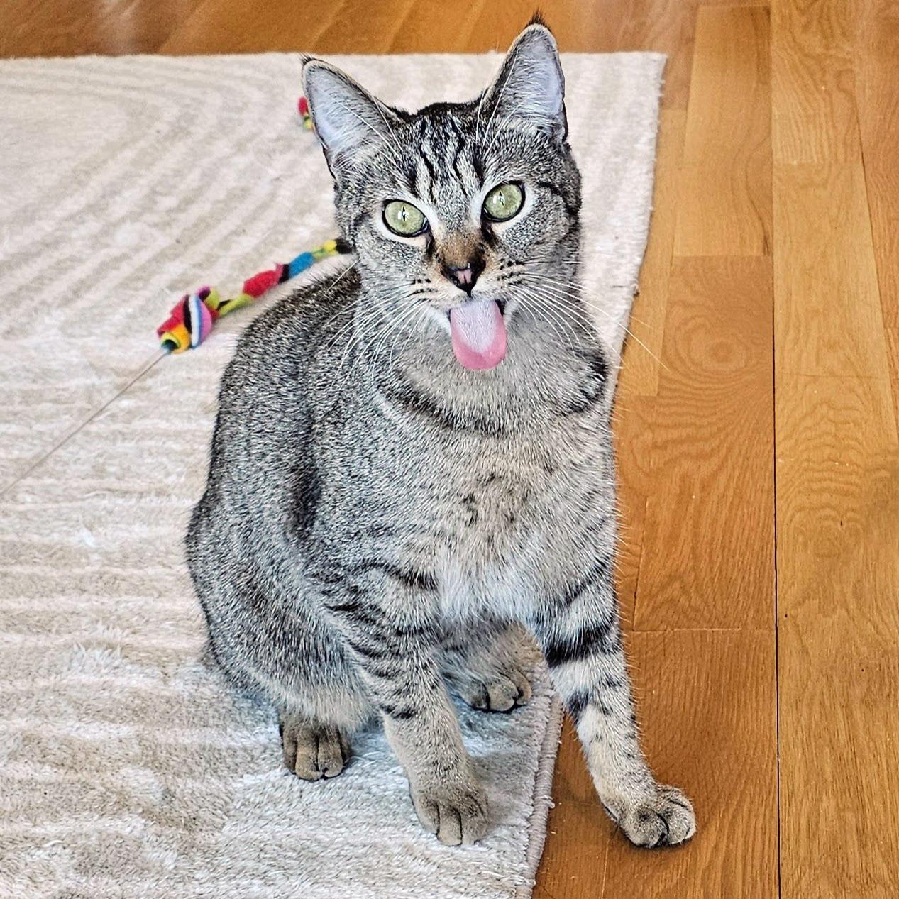 Enlarge Melon, a ADOPTABLE mixed breed in Chicago, IL image 3/6