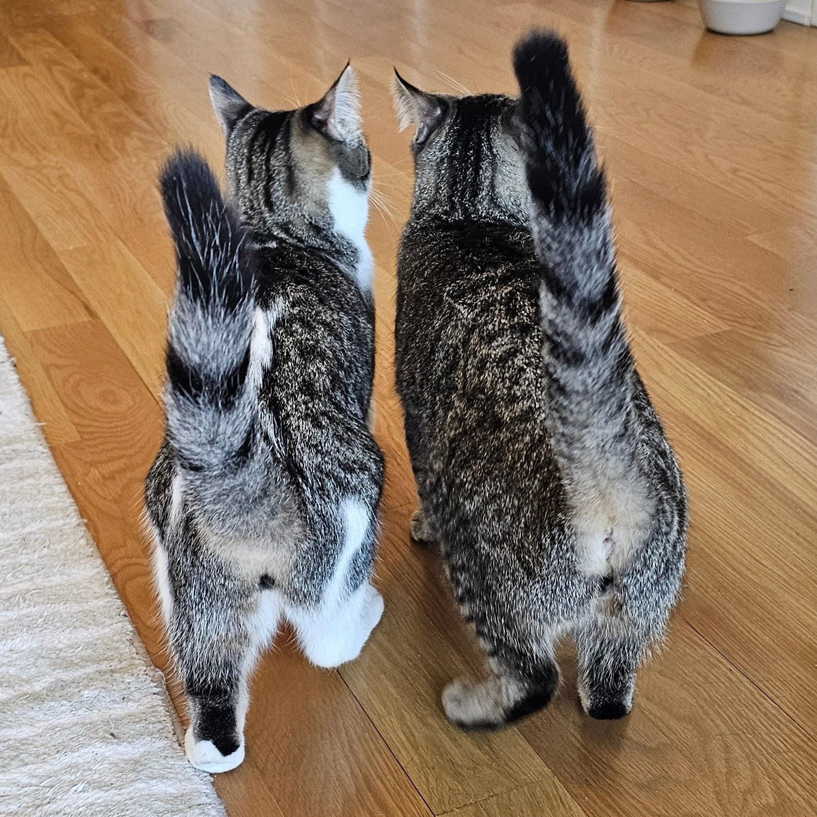 Enlarge Melon, a ADOPTABLE mixed breed in Chicago, IL image 6/6