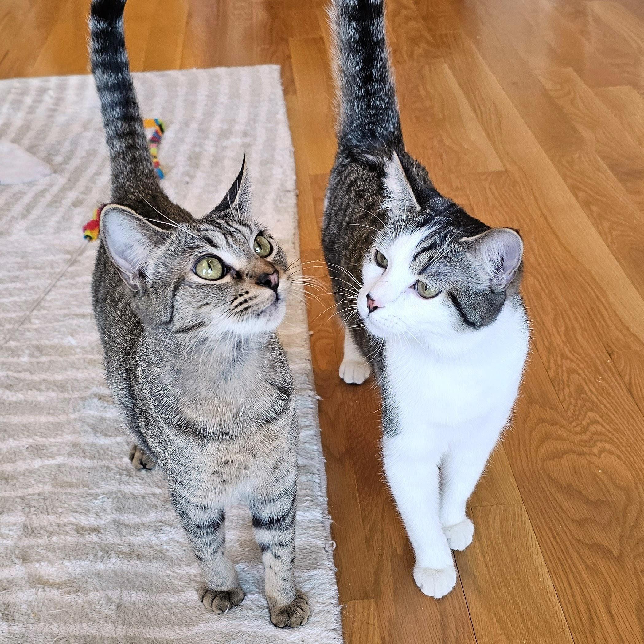 Enlarge Melon, a ADOPTABLE mixed breed in Chicago, IL image 4/6