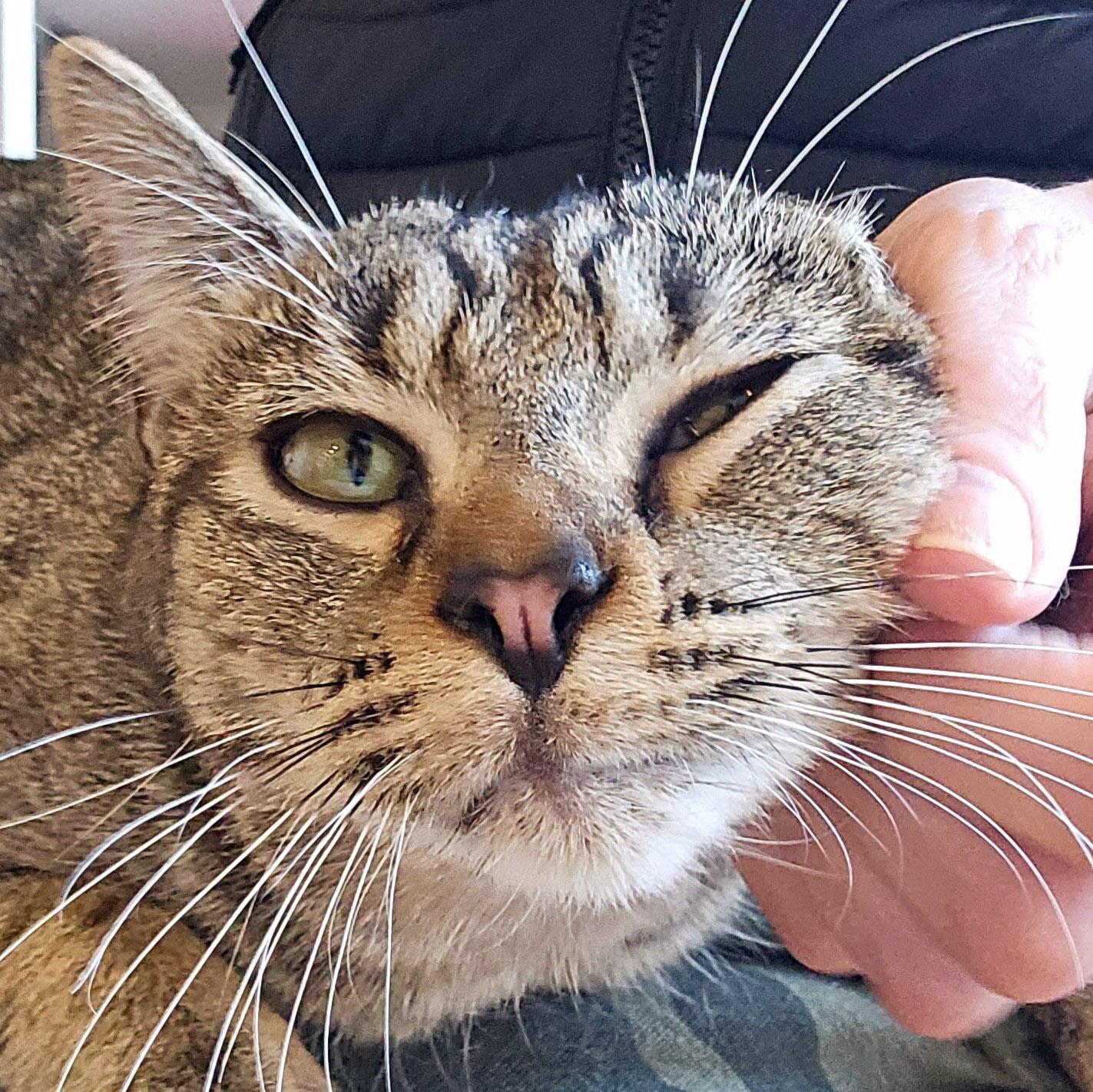 Enlarge Melon, a ADOPTABLE mixed breed in Chicago, IL image 2/6