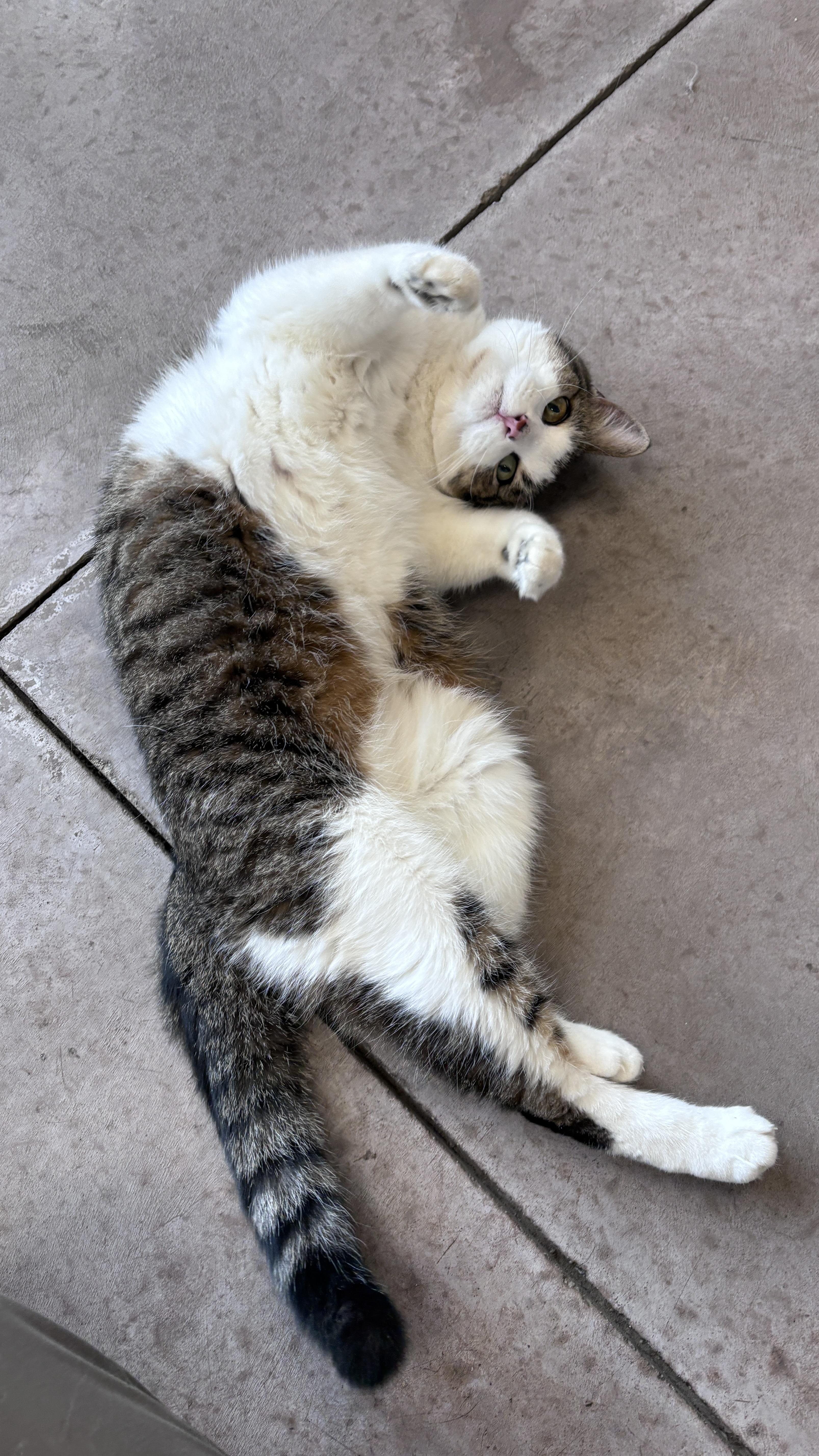 Blissa, a ADOPTABLE Domestic Short Hair in Buena Vista, CO image 2/3