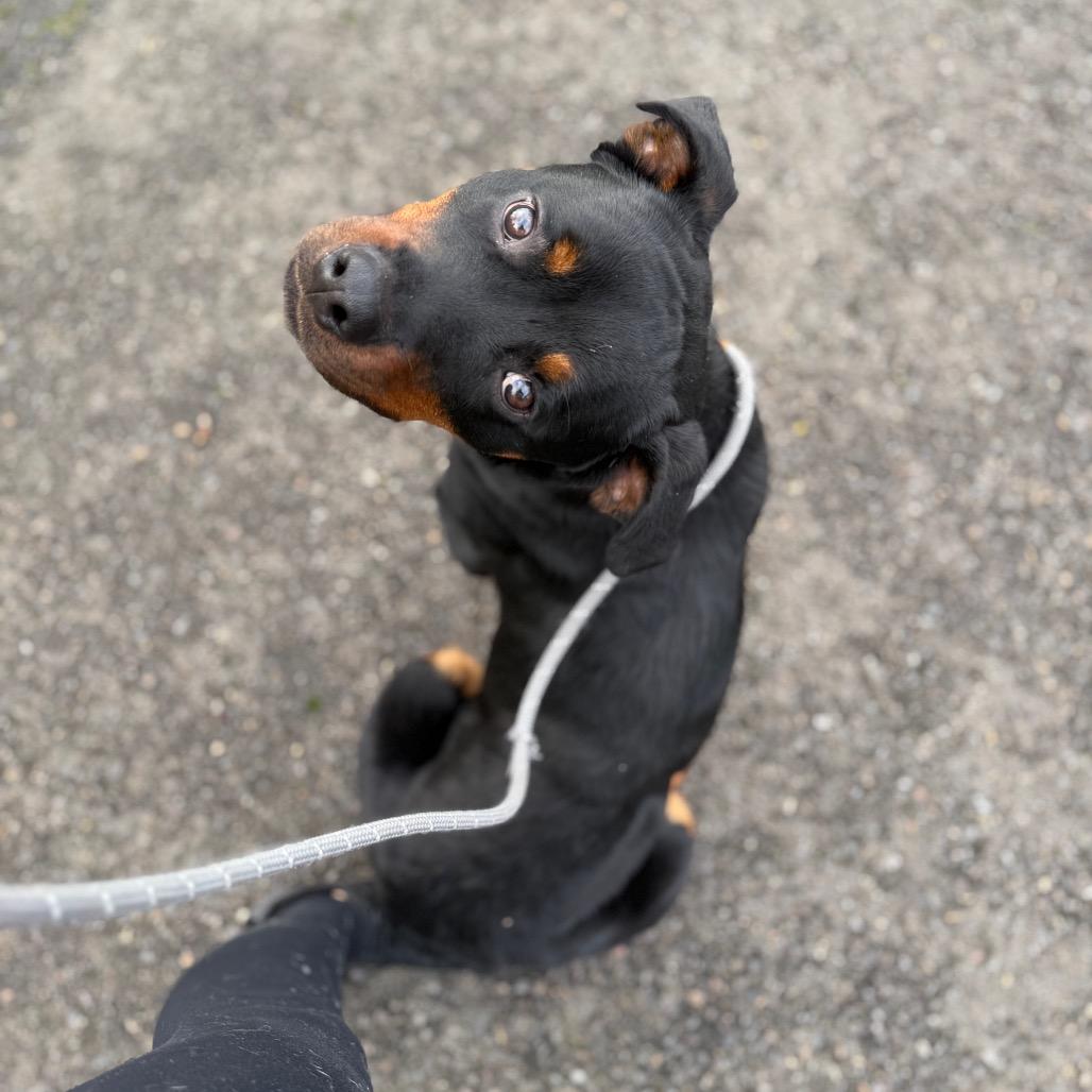 Knuckles, Adoptable, Young Male Rottweiler.