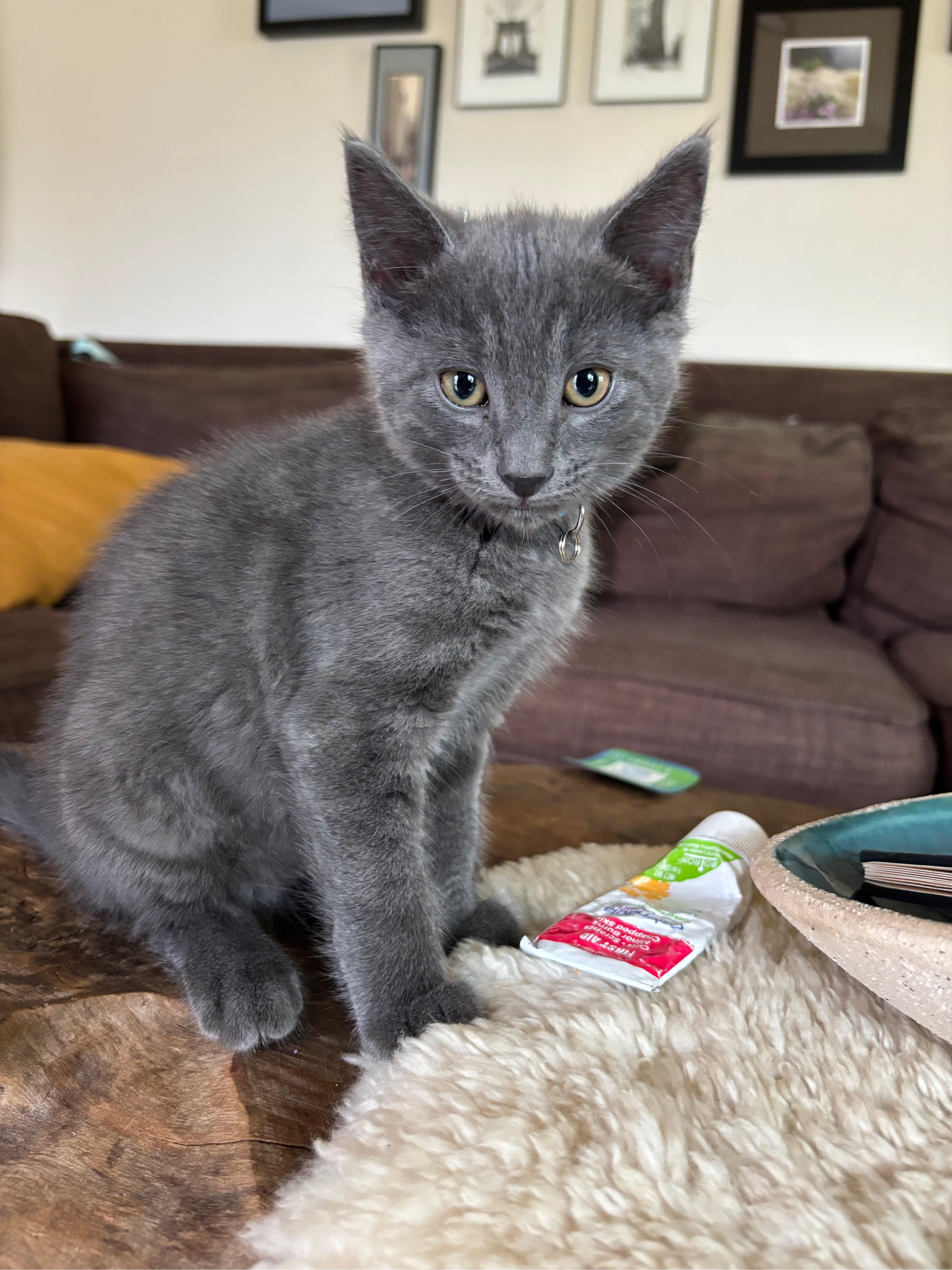 Sesame, an adopted Russian Blue in Hillsboro, OR image 1/2