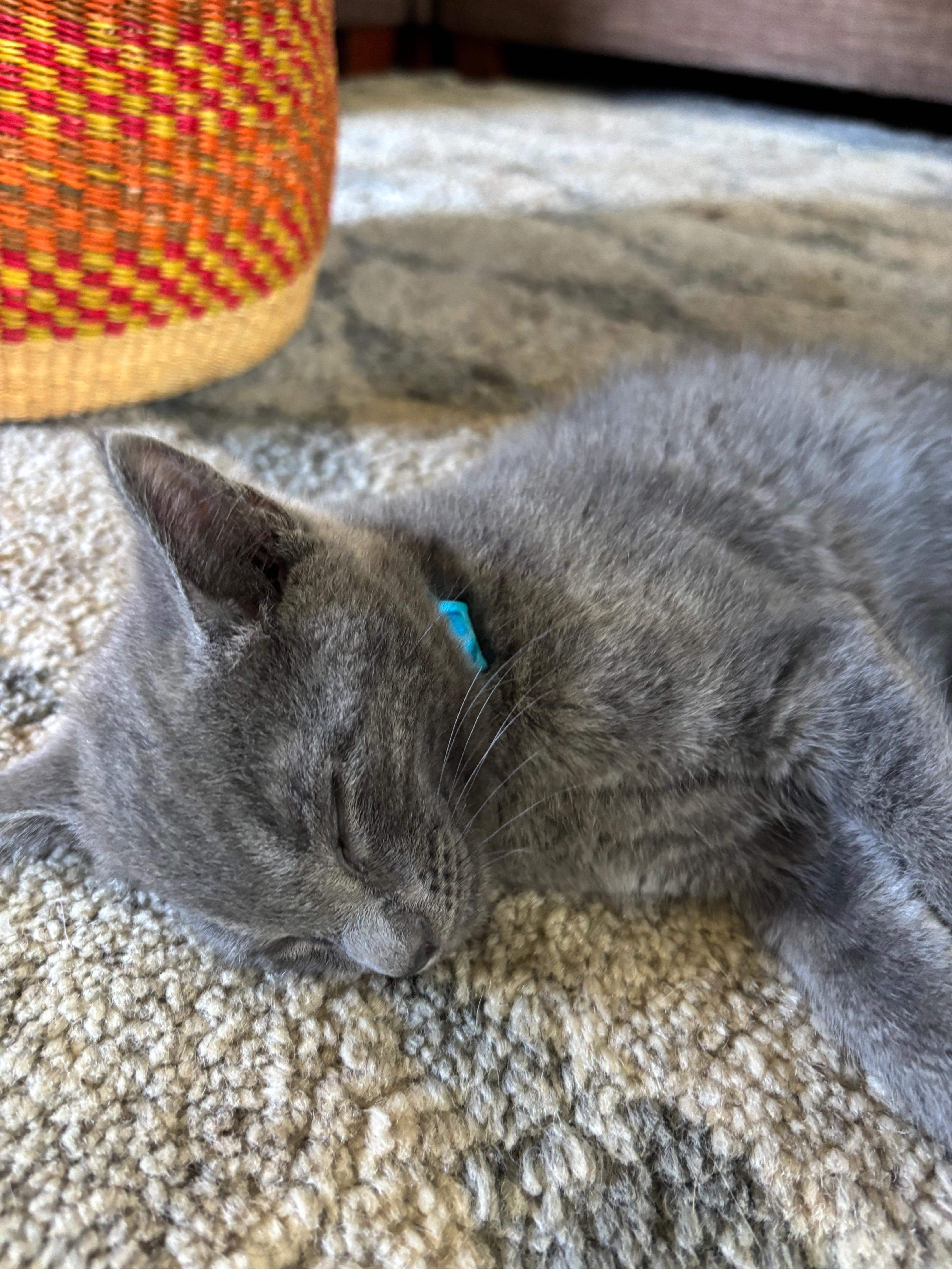 Sesame, an adopted Russian Blue in Hillsboro, OR image 2/2