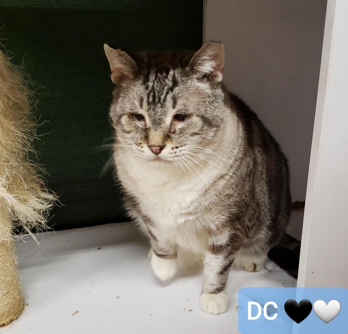 Enlarge DC, a ADOPTABLE mixed breed in Sherwood, OR image 1/5