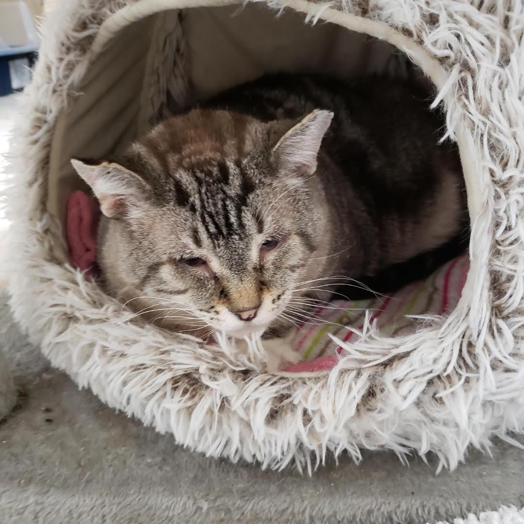 Enlarge DC, a ADOPTABLE mixed breed in Sherwood, OR image 4/5