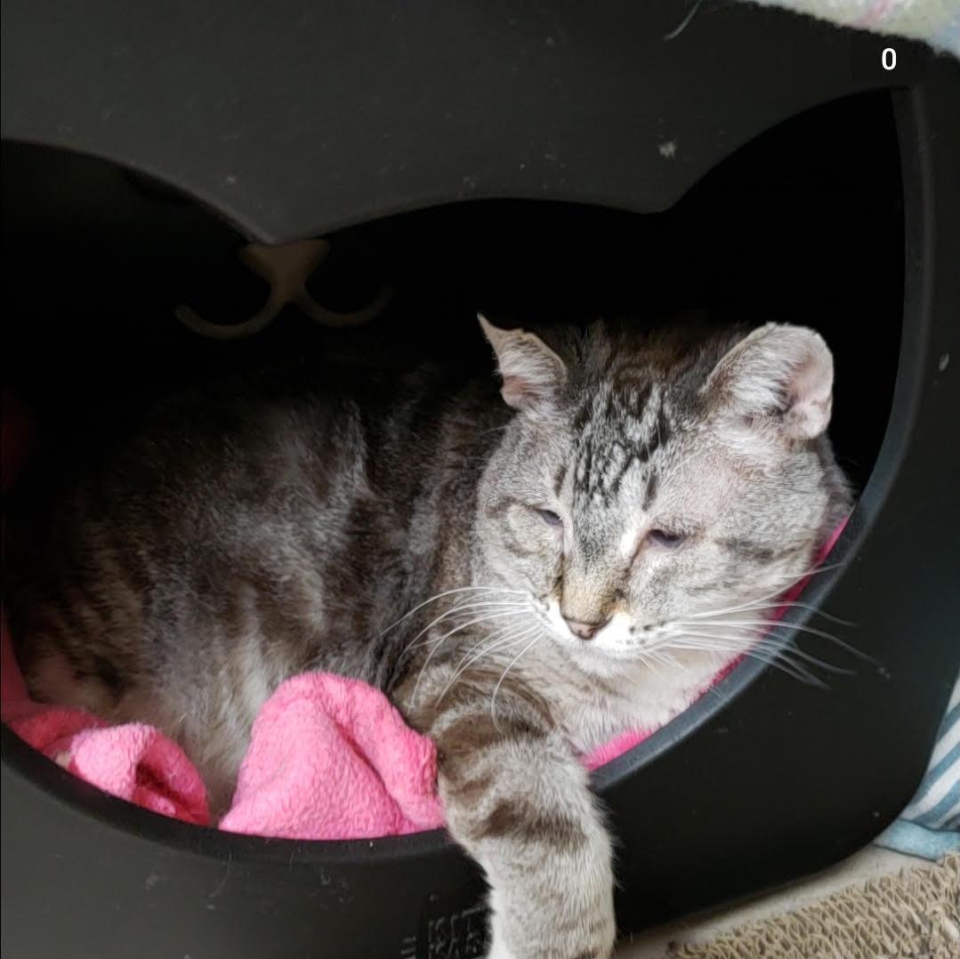 Enlarge DC, a ADOPTABLE mixed breed in Sherwood, OR image 5/5
