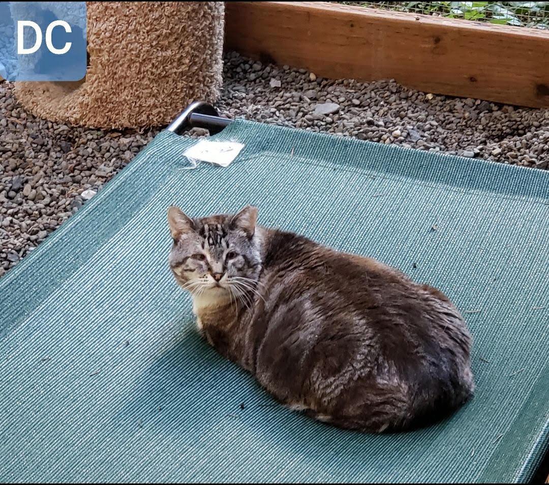Enlarge DC, a ADOPTABLE mixed breed in Sherwood, OR image 3/5