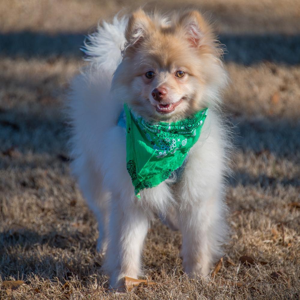 Presley, Adoptable, Young Male Pomeranian.