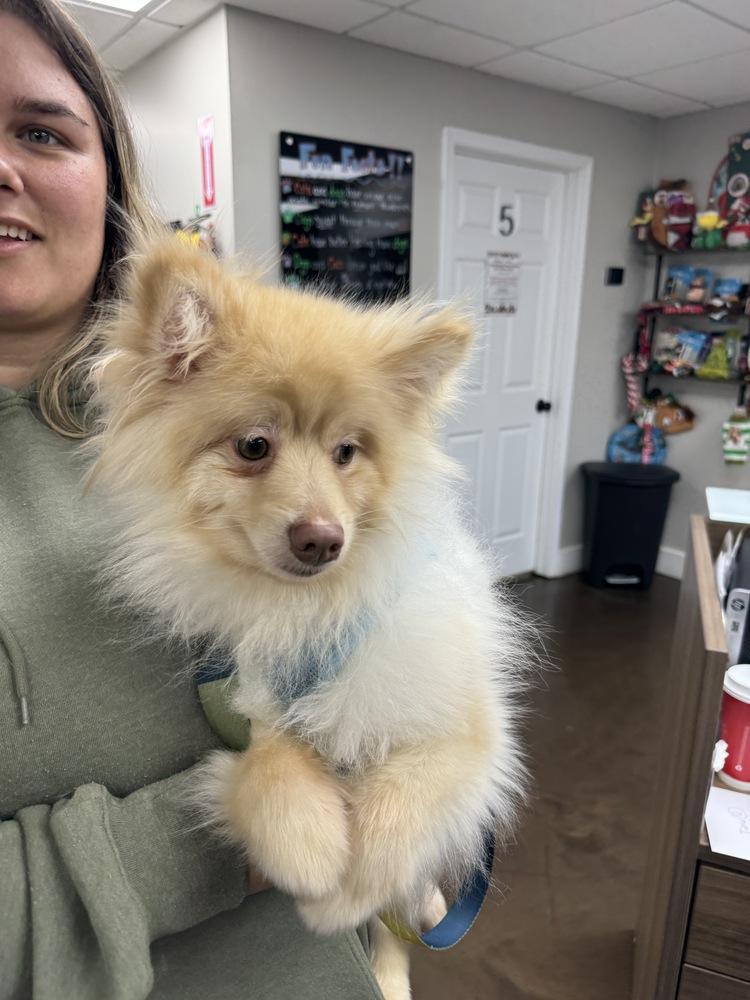 Enlarge Presley, a Adoptable Pomeranian in Marietta, GA image 1/6