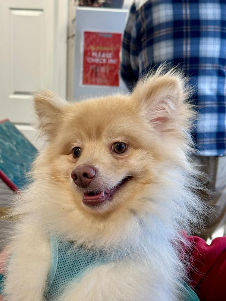 Enlarge Presley, a Adoptable Pomeranian in Marietta, GA image 2/6