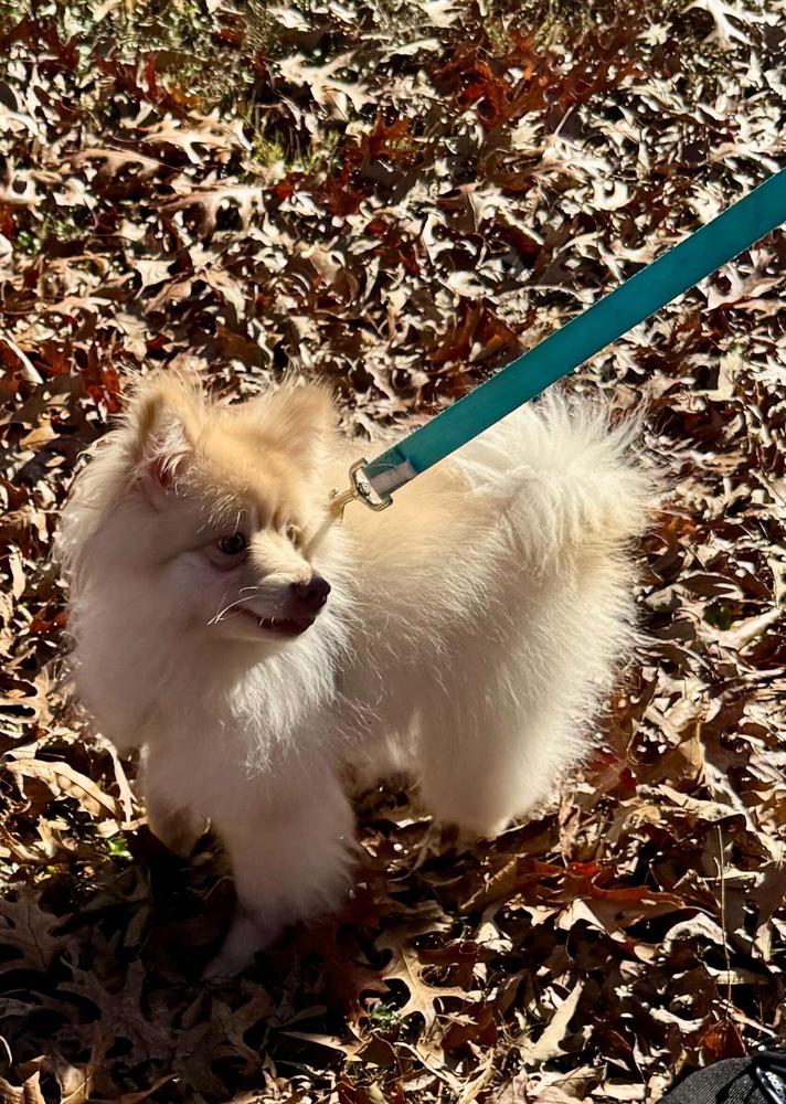 Enlarge Presley, a Adoptable Pomeranian in Marietta, GA image 3/6