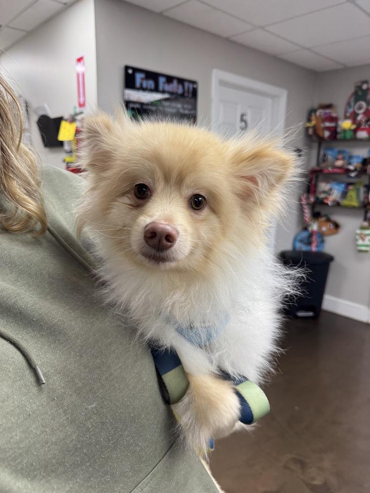 Enlarge Presley, a Adoptable Pomeranian in Marietta, GA image 4/6