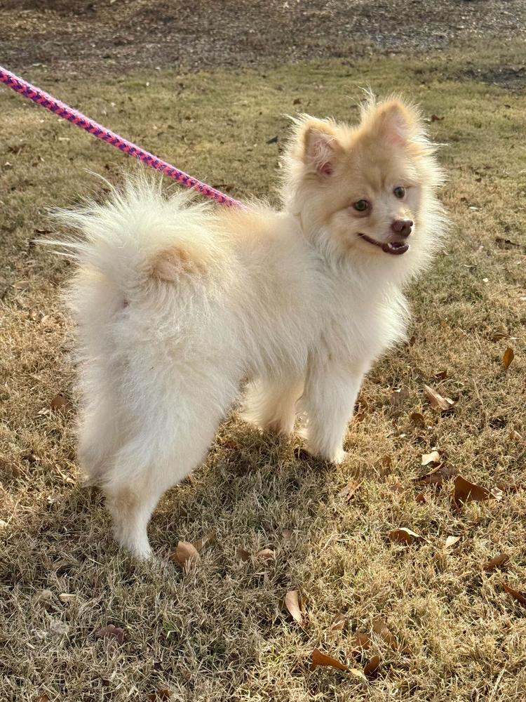 Enlarge Presley, a Adoptable Pomeranian in Marietta, GA image 5/6