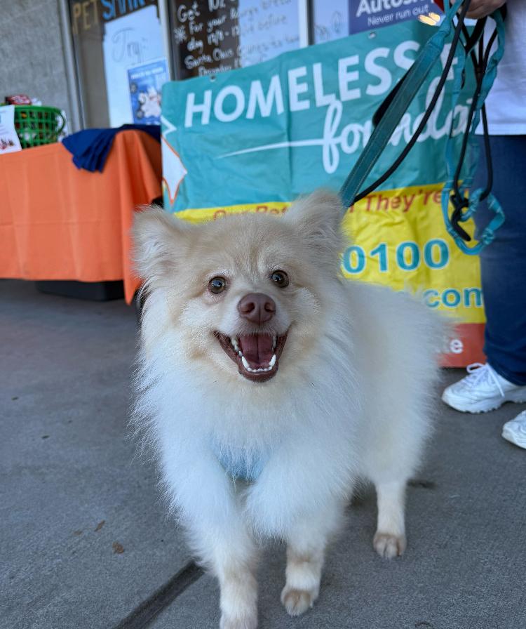 Enlarge Presley, a Adoptable Pomeranian in Marietta, GA image 6/6