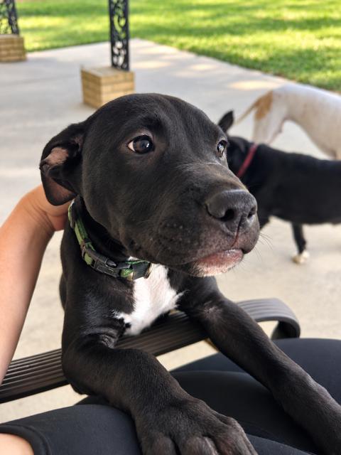 Enlarge Pepi, a Adoptable mixed breed in Raeford, NC image 2/5