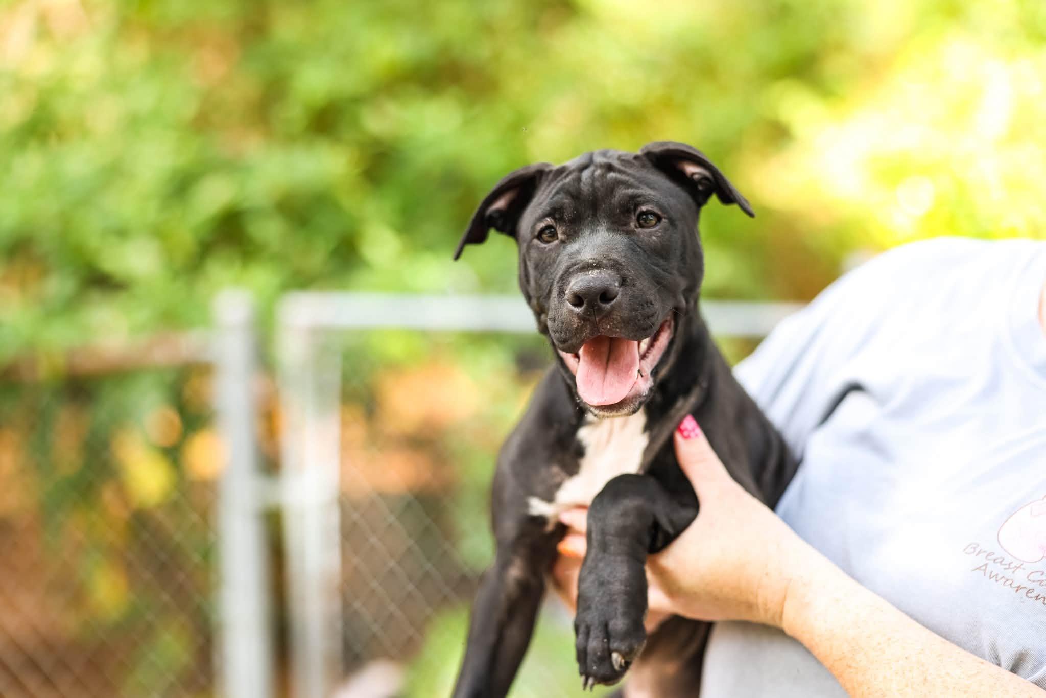 Pepi, ADOPTABLE, Young Male Pit Bull Terrier.