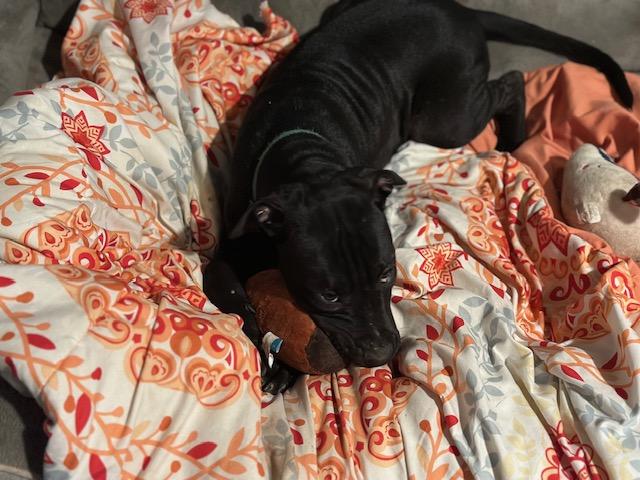 Enlarge Pepi, a Adoptable mixed breed in Raeford, NC image 5/5
