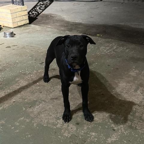 Enlarge Pepi, a Adoptable mixed breed in Raeford, NC image 3/5