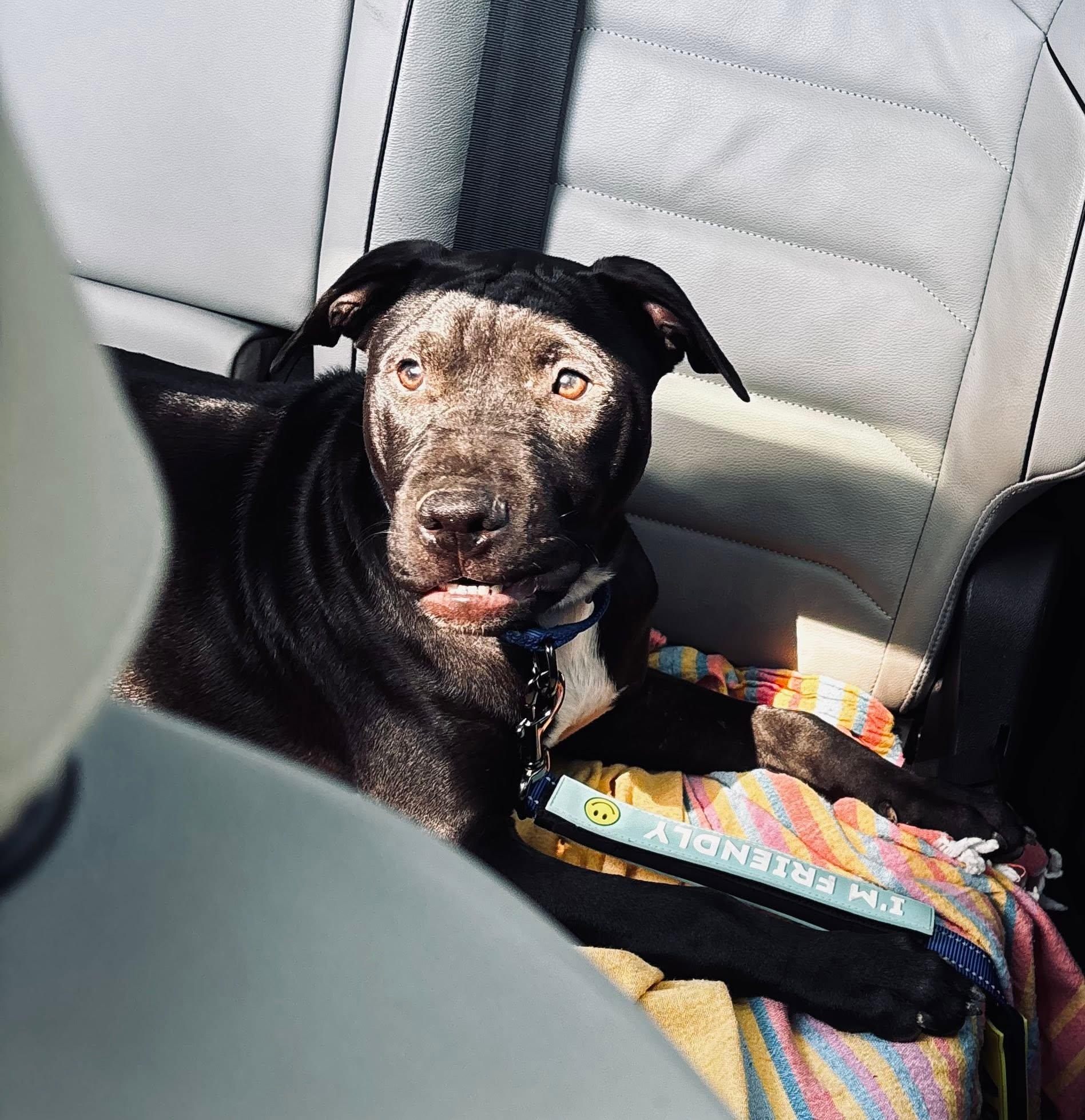 Pepi, Adoptable, Puppy Male Pit Bull Terrier.