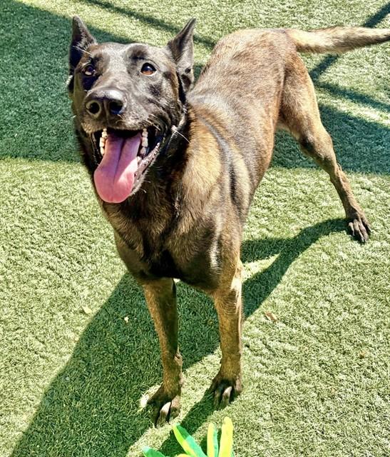 RUDY, Adoptable, Adult Male Belgian Shepherd / Malinois.