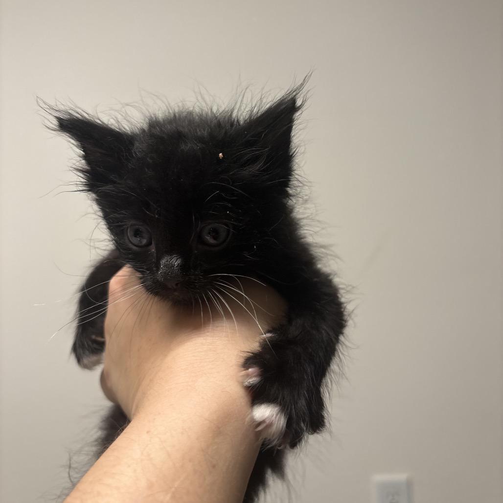 Bert, Adoptable, Kitten Male Domestic Short Hair.