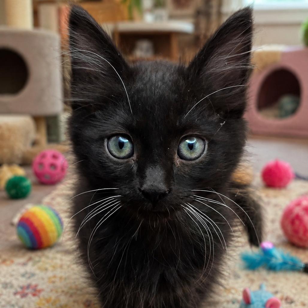 Bert, a Adoptable Domestic Short Hair in Escondido, CA image 2/6