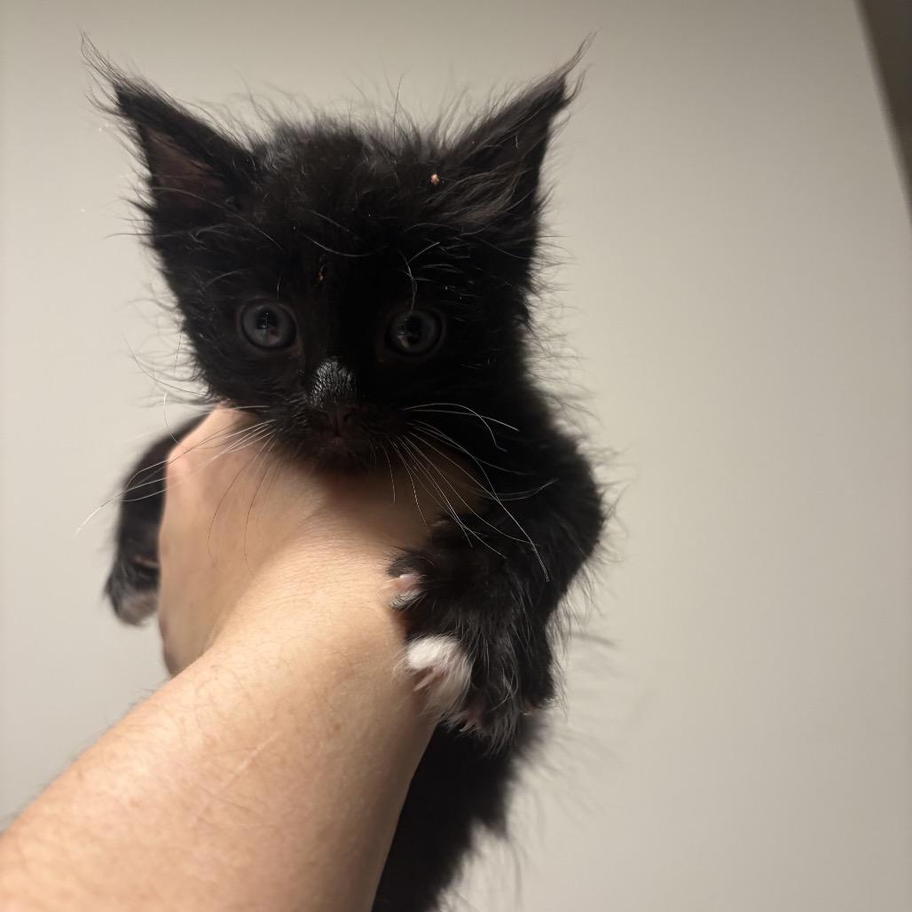 Bert, a Adoptable Domestic Short Hair in Escondido, CA image 2/6