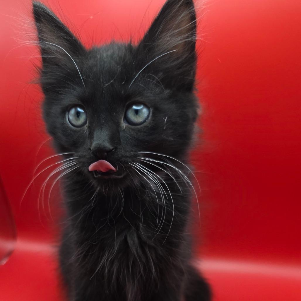 Bert, a Adoptable Domestic Short Hair in Escondido, CA image 3/6