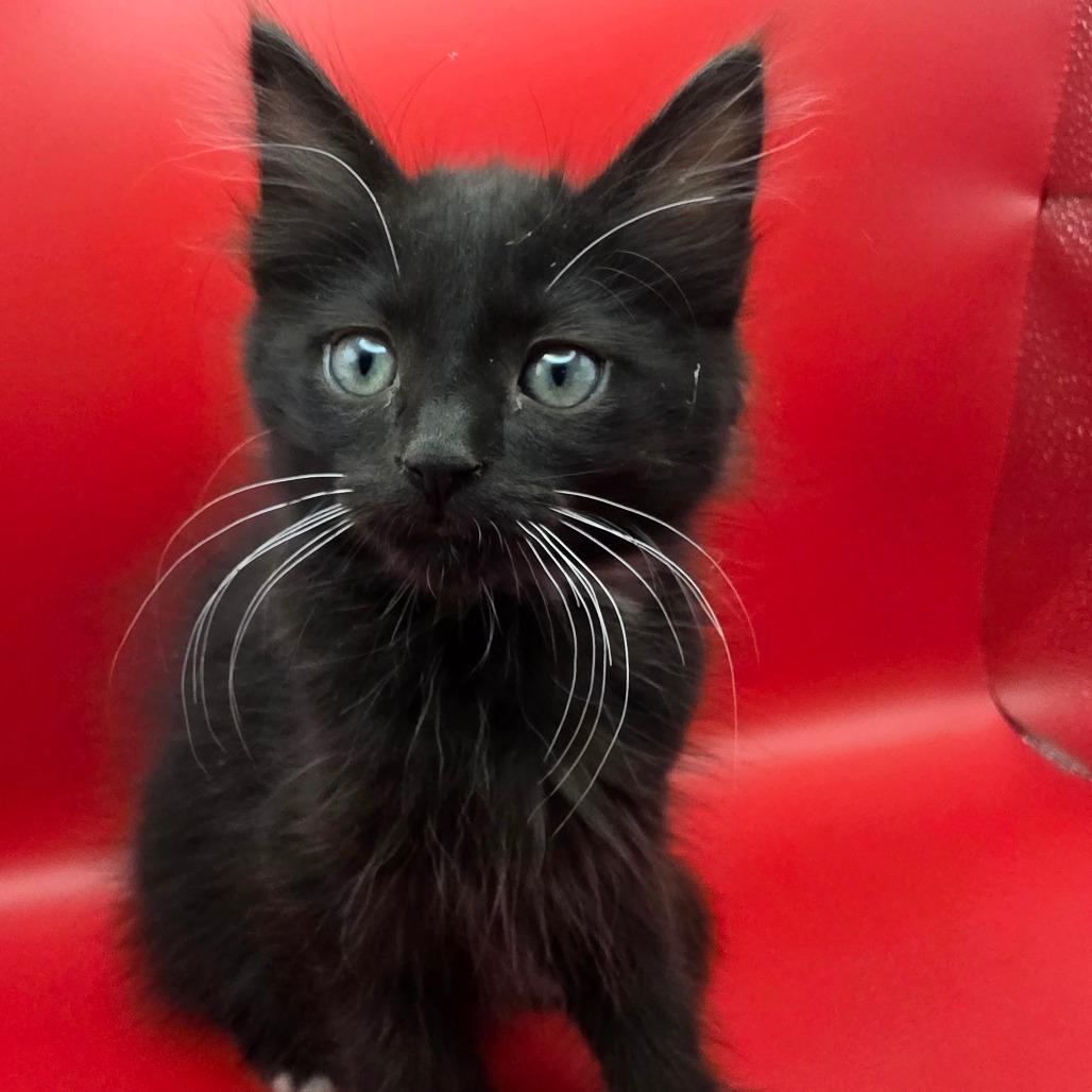 Bert, a Adoptable Domestic Short Hair in Escondido, CA image 5/6