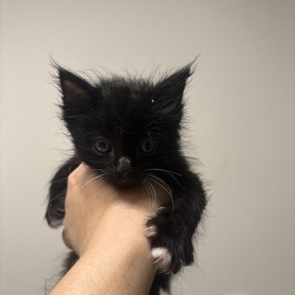 Bert, a Adoptable Domestic Short Hair in Escondido, CA image 6/6